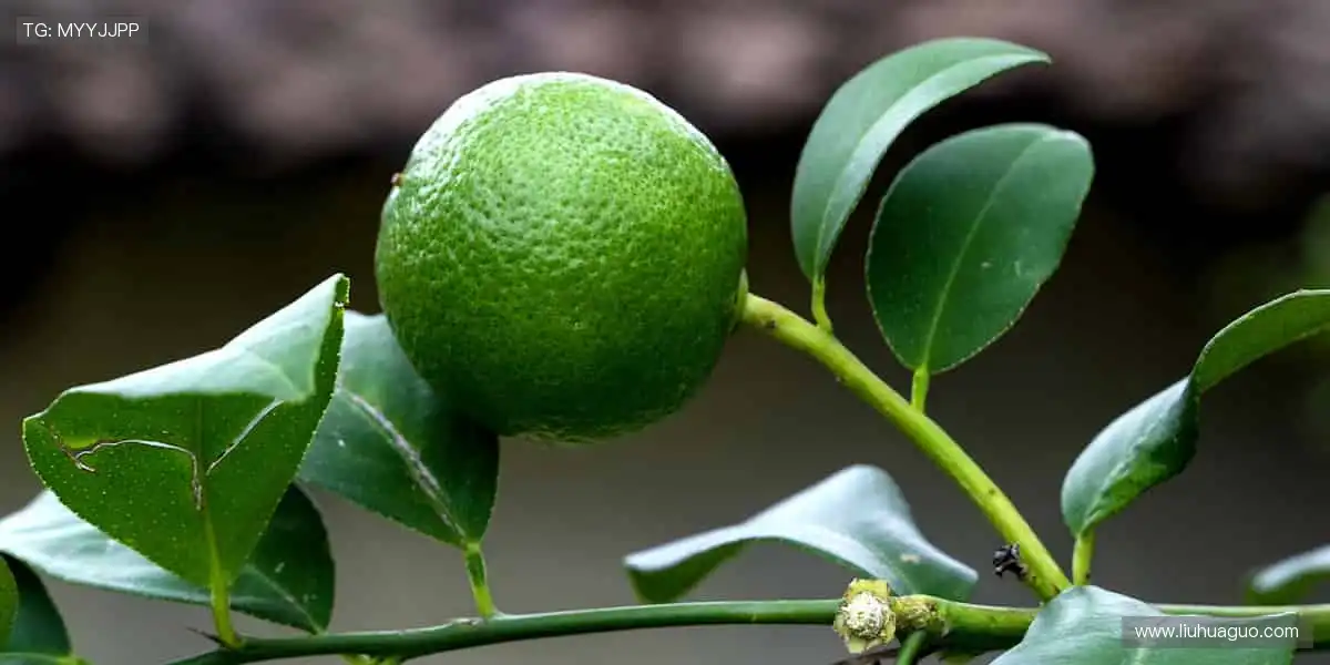 实时弹幕，互动狂欢！💬